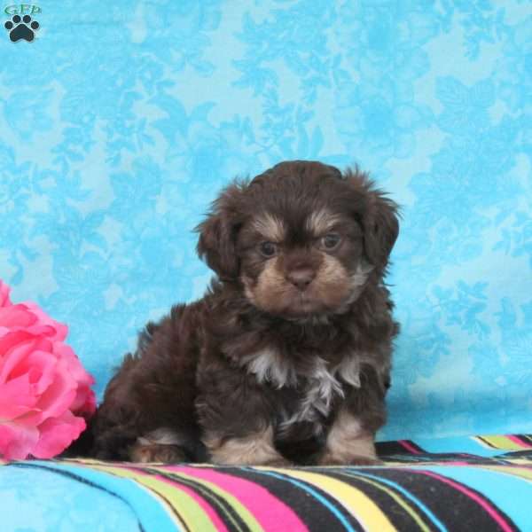 James, Shih-Poo Puppy
